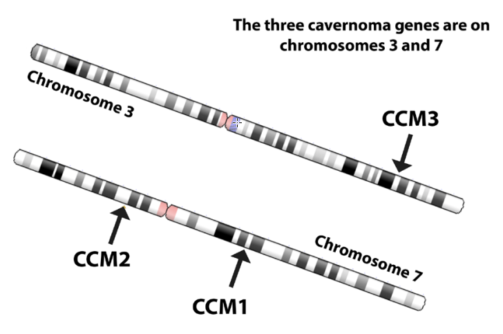 Image of the Human Chromosomes in 1C